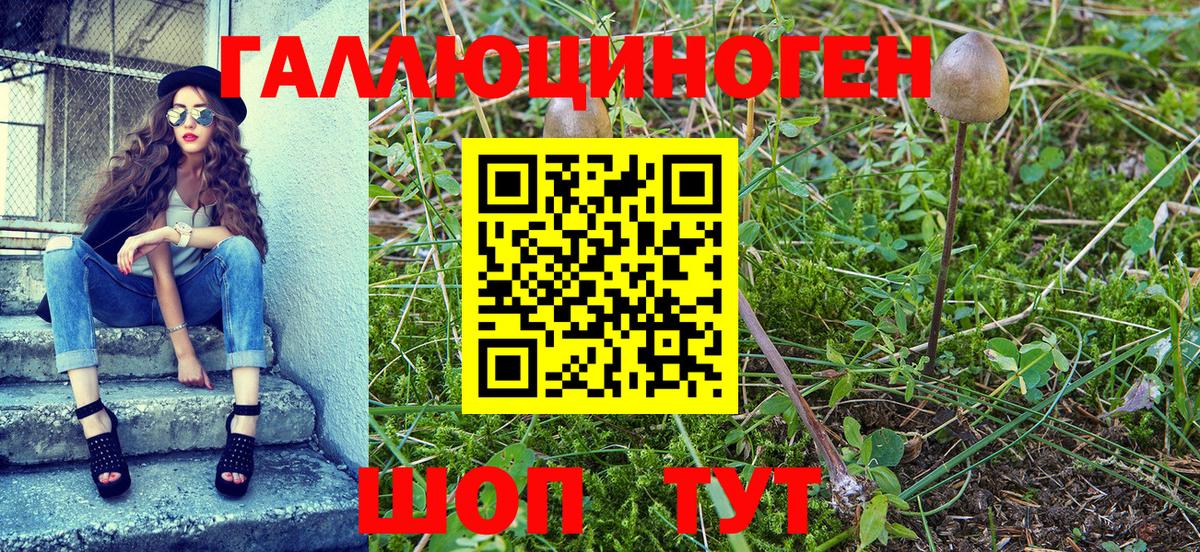 Димитровград  Псилоцибиновые грибы прущие грибы  Вход с VPN  Псилоцибиновые грибы Psilocybe 